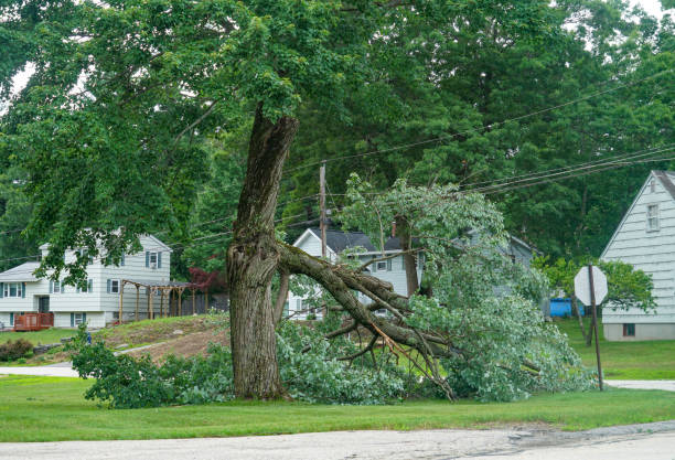 Best Dead Tree Removal  in Magnolia Springs, AL